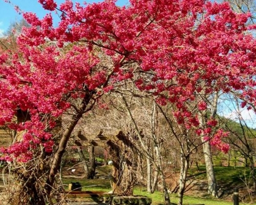 臺(tái)中武陵農(nóng)場(chǎng)