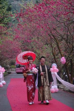 九族文化村櫻花