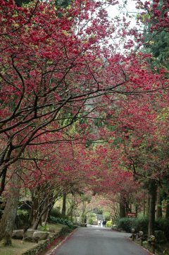 九族文化村櫻花盛開